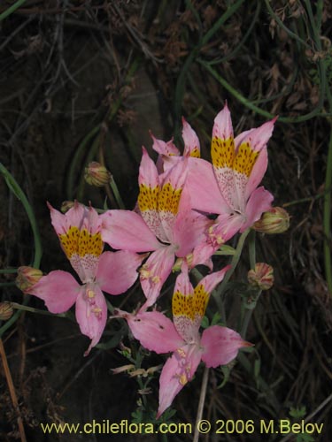 Bild von Alstroemeria angustifolia (). Klicken Sie, um den Ausschnitt zu vergrössern.