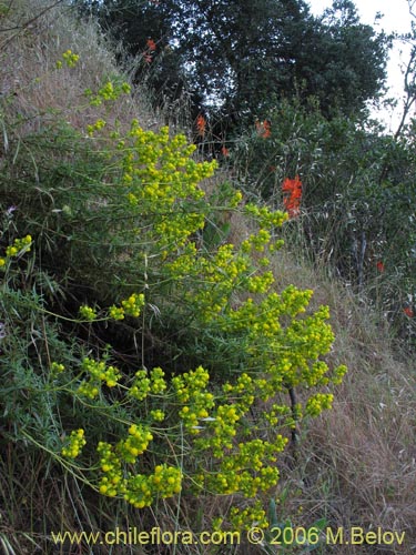 Calceolaria thyrsiflora的照片
