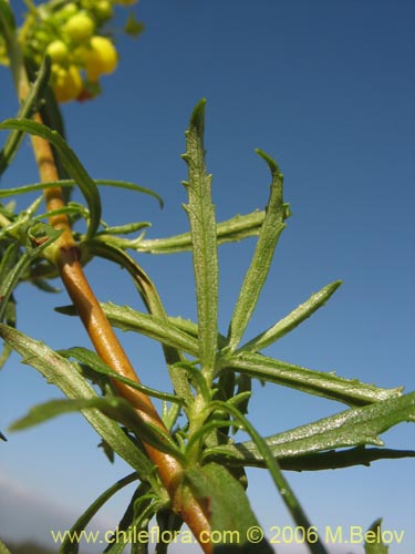 Bild von Calceolaria thyrsiflora (Capachito). Klicken Sie, um den Ausschnitt zu vergrössern.