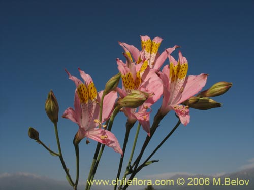 Bild von Alstroemeria angustifolia (). Klicken Sie, um den Ausschnitt zu vergrössern.