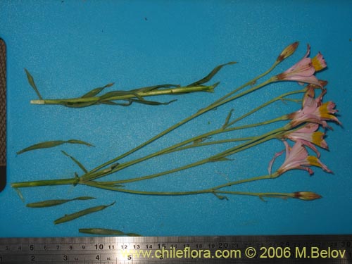 Im�gen de Alstroemeria angustifolia (). Haga un clic para aumentar parte de im�gen.