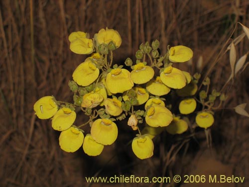 Calceolaria nudicaulis的照片