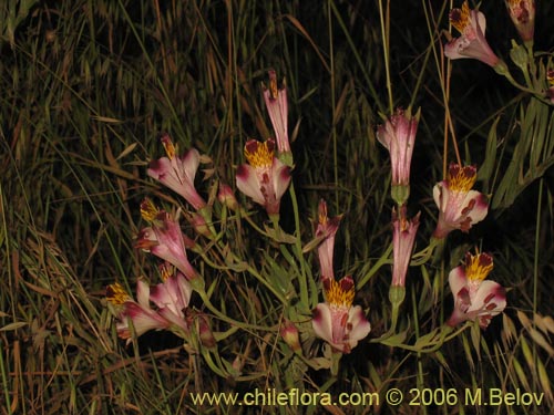 Im�gen de Alstroemeria pulchra ssp. pulchra (Flor de Aguila / Flor de San Martin / Mariposa del Campo). Haga un clic para aumentar parte de im�gen.