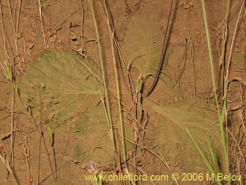 Calceolaria nudicaulis的照片