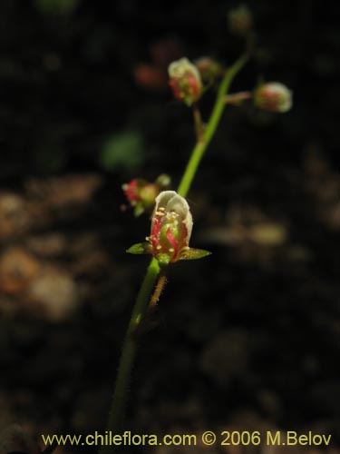 Tetilla hydrocotylifoliaの写真