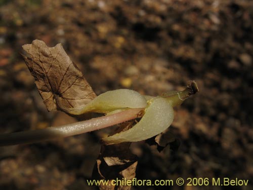 Imágen de Tetilla hydrocotylifolia (). Haga un clic para aumentar parte de imágen.
