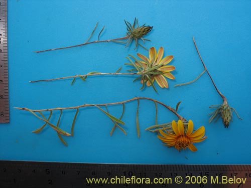 Фотография Chaetanthera chilensis var. tenuifolia (). Щелкните, чтобы увеличить вырез.