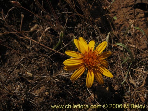 Bild von Chaetanthera chilensis var. tenuifolia (). Klicken Sie, um den Ausschnitt zu vergrössern.