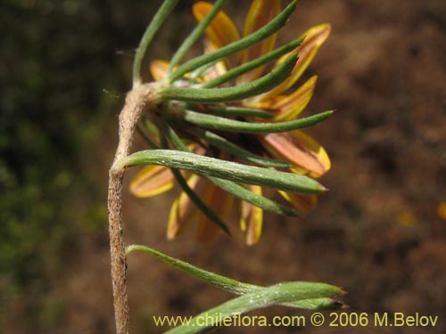 Фотография Chaetanthera chilensis var. tenuifolia (). Щелкните, чтобы увеличить вырез.