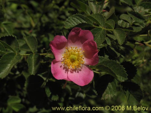 Imágen de Rosa moschata (Rosa mosqueta / Mosqueta / Rosa silvestre). Haga un clic para aumentar parte de imágen.