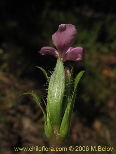 Image of Stenandrium dulce (Hierba de la piÃ±ada). Click to enlarge parts of image.