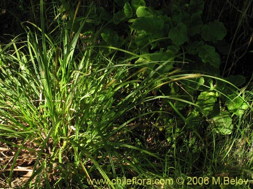 Фотография Carex pseudocyperus (). Щелкните, чтобы увеличить вырез.