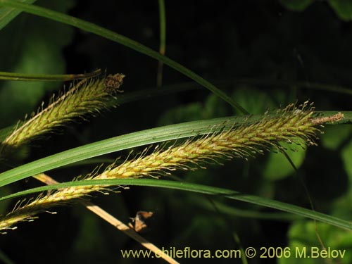 Image of Carex pseudocyperus (). Click to enlarge parts of image.