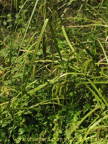 Фотография Carex pseudocyperus (). Щелкните, чтобы увеличить вырез.