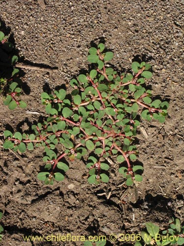 Фотография Euphorbia maculata (). Щелкните, чтобы увеличить вырез.