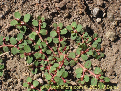 Image of Euphorbia maculata (). Click to enlarge parts of image.