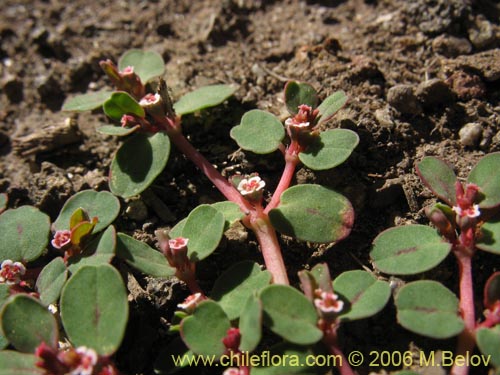 Image of Euphorbia maculata (). Click to enlarge parts of image.