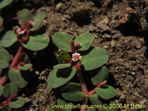Euphorbia maculataの写真