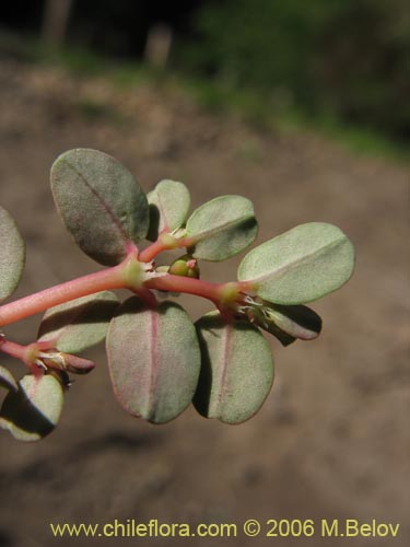 Imágen de Euphorbia maculata (). Haga un clic para aumentar parte de imágen.