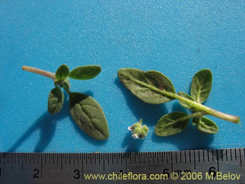 Image of Unidentified Plant sp. #2342 (). Click to enlarge parts of image.