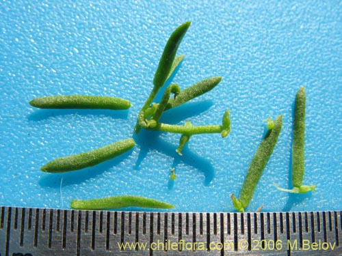 Imágen de Misodendrum linearifolium var. linearifolium (). Haga un clic para aumentar parte de imágen.