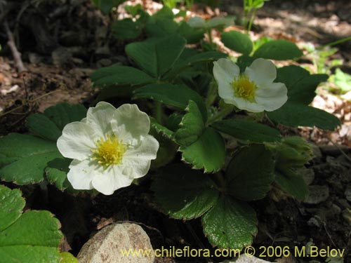 Image of Fragaria chiloensis (Frutilla silvestre). Click to enlarge parts of image.