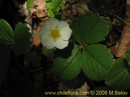 Image of Fragaria chiloensis (Frutilla silvestre). Click to enlarge parts of image.