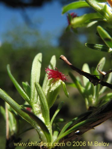 Image of Tetraglochin alatum (Horizonte / Caulia). Click to enlarge parts of image.