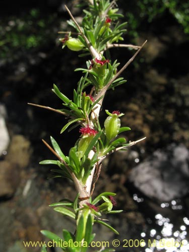 Image of Tetraglochin alatum (Horizonte / Caulia). Click to enlarge parts of image.