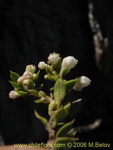 Image of Gaultheria  sp. #2409 (). Click to enlarge parts of image.