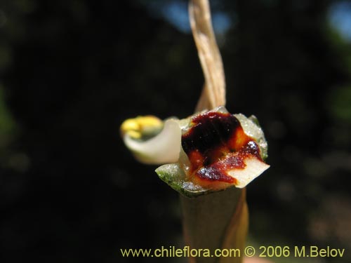 Bipinnula apinnula의 사진