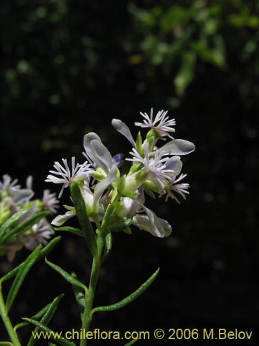 Image of Polygala gnidioides (). Click to enlarge parts of image.