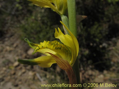 Im�gen de Chloraea cristata (orquidea amarilla). Haga un clic para aumentar parte de im�gen.