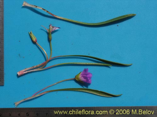 Image of Calandrinia colchaguensis (). Click to enlarge parts of image.