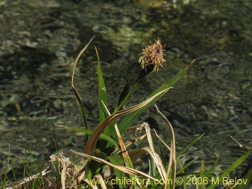 Carex sp. #1545的照片