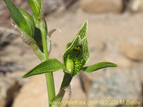 Chloraea viridifloraの写真