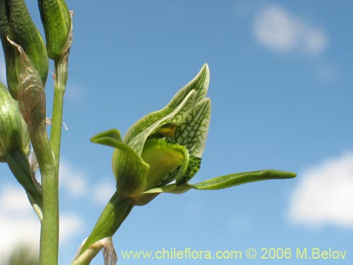 Chloraea viridiflora의 사진