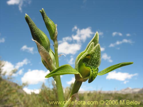 Chloraea viridiflora의 사진