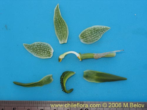 Chloraea viridiflora的照片