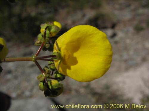 Фотография Calceolaria undulata (Capachito). Щелкните, чтобы увеличить вырез.