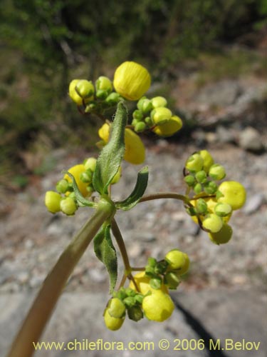 Bild von Calceolaria undulata (Capachito). Klicken Sie, um den Ausschnitt zu vergrössern.