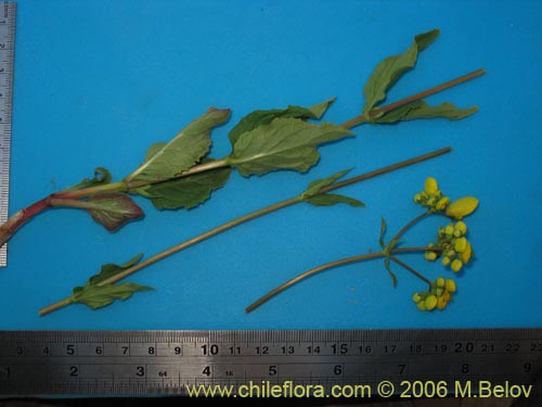 Image of Calceolaria undulata (Capachito). Click to enlarge parts of image.