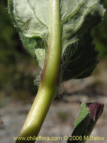 Image of Calceolaria undulata (Capachito). Click to enlarge parts of image.