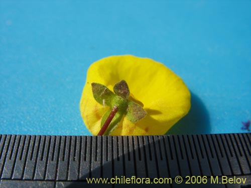 Calceolaria undulata的照片