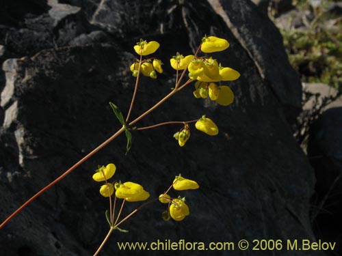 Фотография Calceolaria undulata (Capachito). Щелкните, чтобы увеличить вырез.