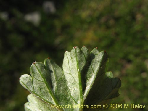 Image of Gunnera magellanica (Pangue enano / Palacoazir). Click to enlarge parts of image.
