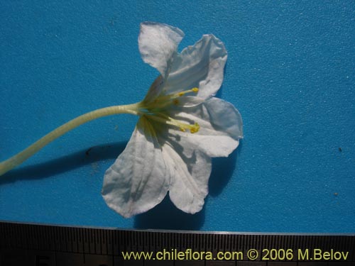 Image of Nierembergia repens (Estrellita de las vegas). Click to enlarge parts of image.