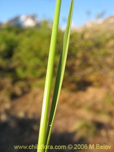 Poaceae sp. #1875の写真