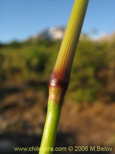Фотография Poaceae sp. #1875 (). Щелкните, чтобы увеличить вырез.