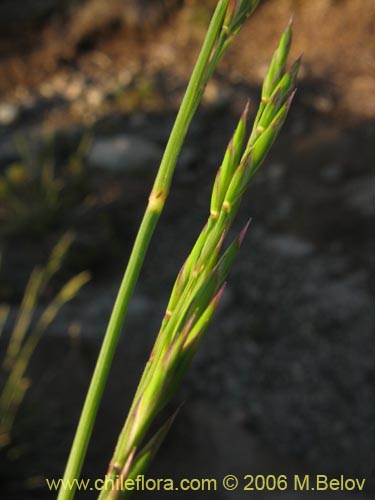 Poaceae sp. #1875的照片
